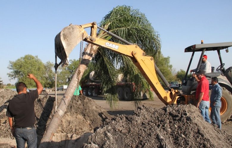 55 palmeras. Foto: Cortesía.