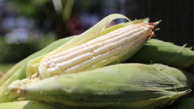 "Atención a los Productores Agrícolas". Foto: Sader.