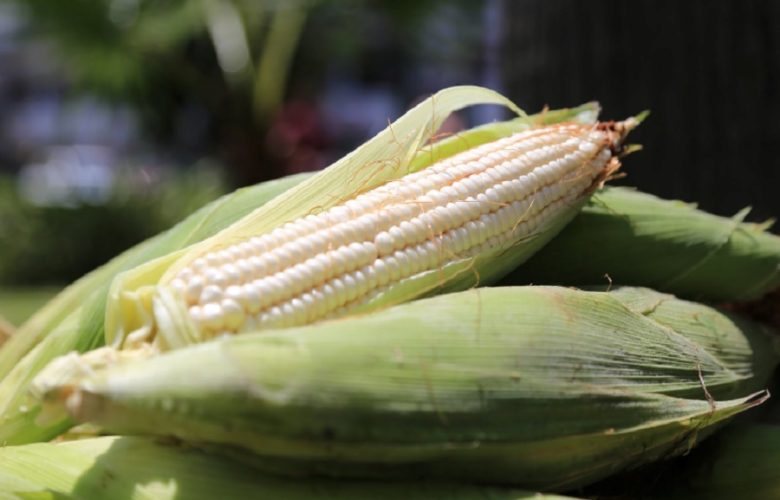 "Atención a los Productores Agrícolas". Foto: Sader.