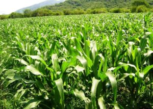 Disminuye agricultura y ganadería en Jamay. Foto: Internet.