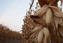 Anuncian precio de tonelada de maíz blanco para Jalisco . Foto: Agricultura.