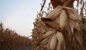 Anuncian precio de tonelada de maíz blanco para Jalisco . Foto: Agricultura.