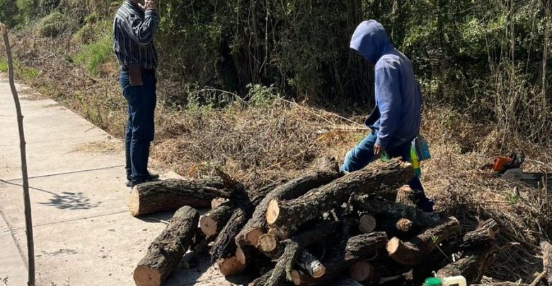Detienen tala ilegal de mezquite en Ocotlán. Foto: Facebook.
