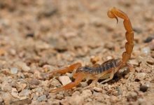 Salvan a menor tras picadura de alacrán en Zapotlán del Rey. Foto: Gobierno de Michoacán.