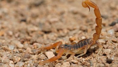 Salvan a menor tras picadura de alacrán en Zapotlán del Rey. Foto: Gobierno de Michoacán.
