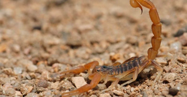 Salvan a menor tras picadura de alacrán en Zapotlán del Rey. Foto: Gobierno de Michoacán.