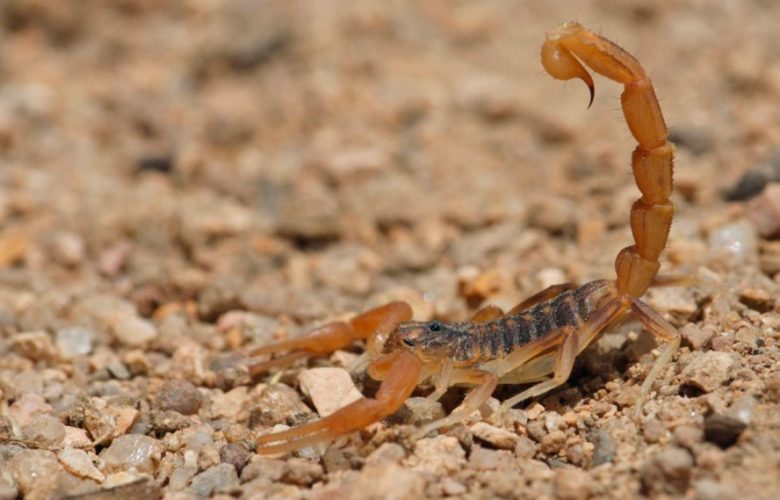Salvan a menor tras picadura de alacrán en Zapotlán del Rey. Foto: Gobierno de Michoacán.