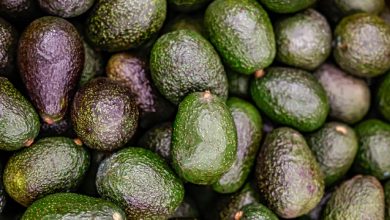 Busca Jalisco Récord Guinness de guacamole. Foto: Cortesía.