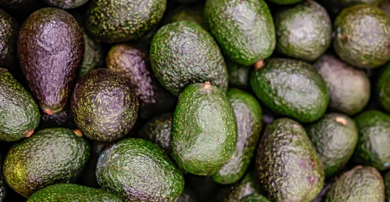 Busca Jalisco Récord Guinness de guacamole. Foto: Cortesía.