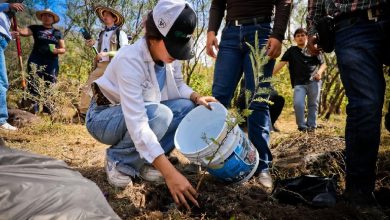 Planta Ocotlán 500 árboles en la Sierra Cóndiro-Canales. Foto: Cortesía.