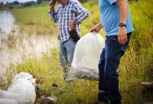 Siembran 60 mil tilapias en La Huaracha y La Grulla, en Ocotlán