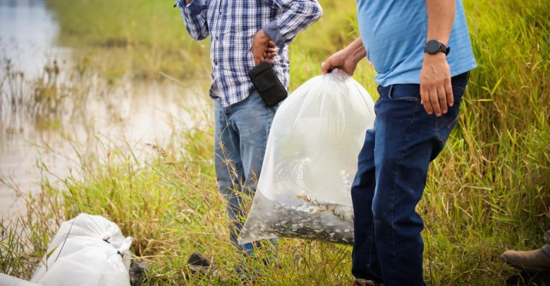 Siembran 60 mil tilapias en La Huaracha y La Grulla, en Ocotlán