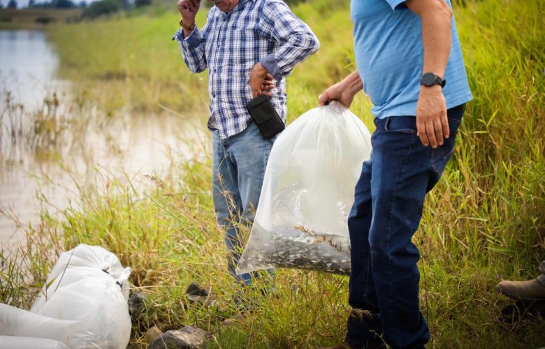 Siembran 60 mil tilapias en La Huaracha y La Grulla, en Ocotlán